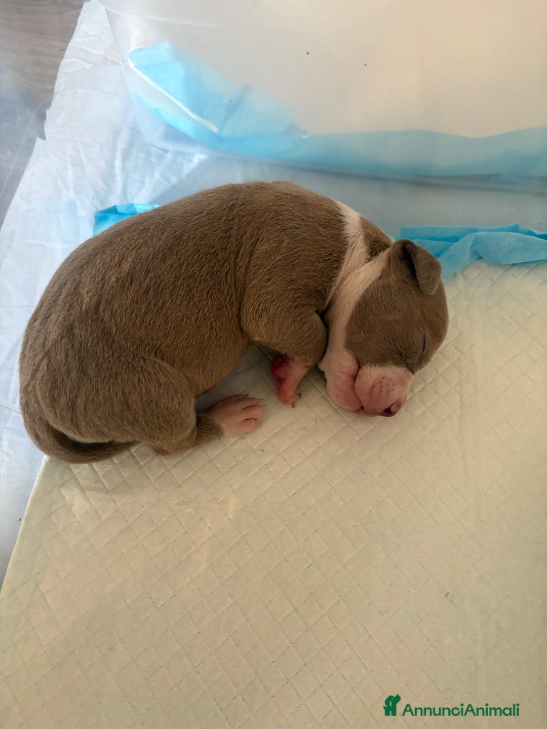 American Bully cani in vendita: American bully xl - Annuncio 3