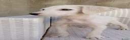 Meticcio cani in regalo: Luchino - Annuncio 4