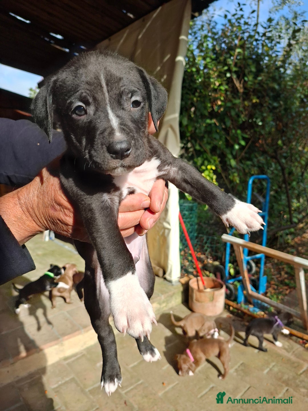 American Bully cani in vendita: Cuccioli di pitbull - Annuncio 6