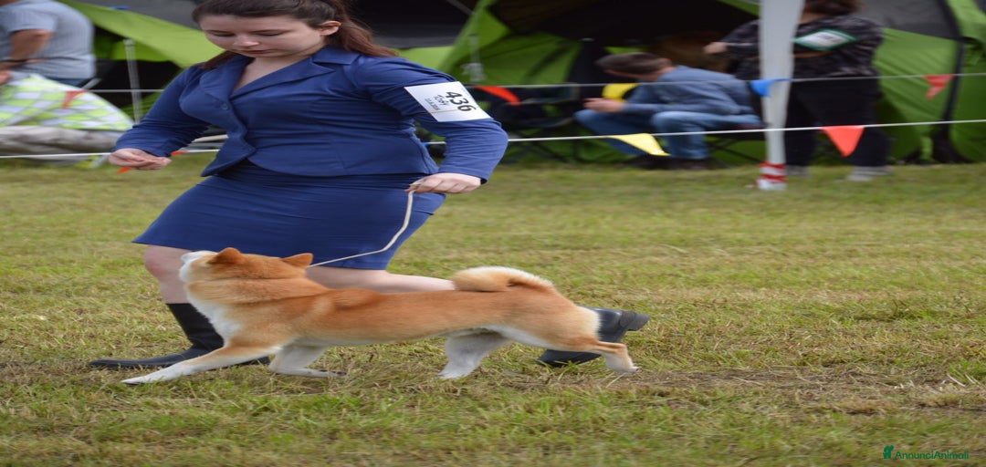 Immagine della galleria {{count}}