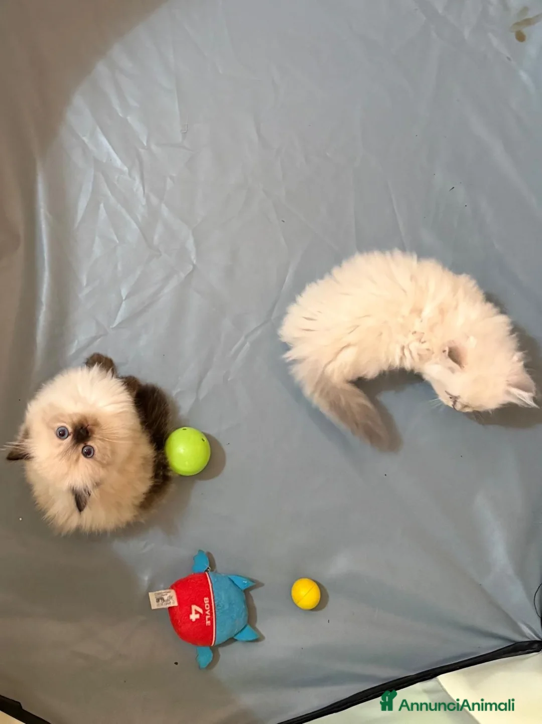 Scottish gatti in vendita: Bellissimi gattini scottish fold disponibili  - Annuncio 1