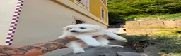 Pastore Svizzero cani in vendita: Vendita Pastore Svizzero Bianco - Annuncio 4