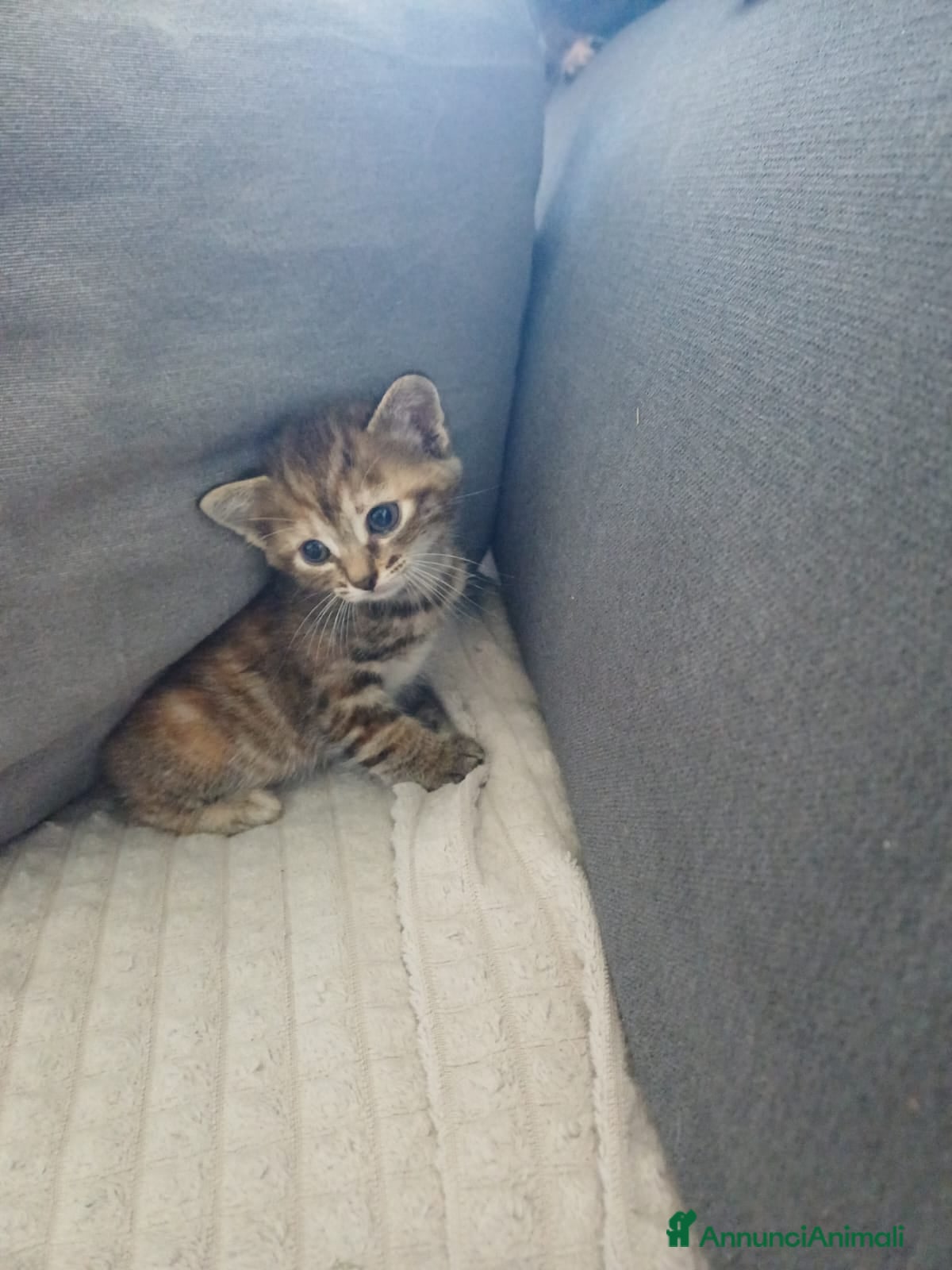 Europeo gatti Gattini cercano casa!  - Annuncio 3