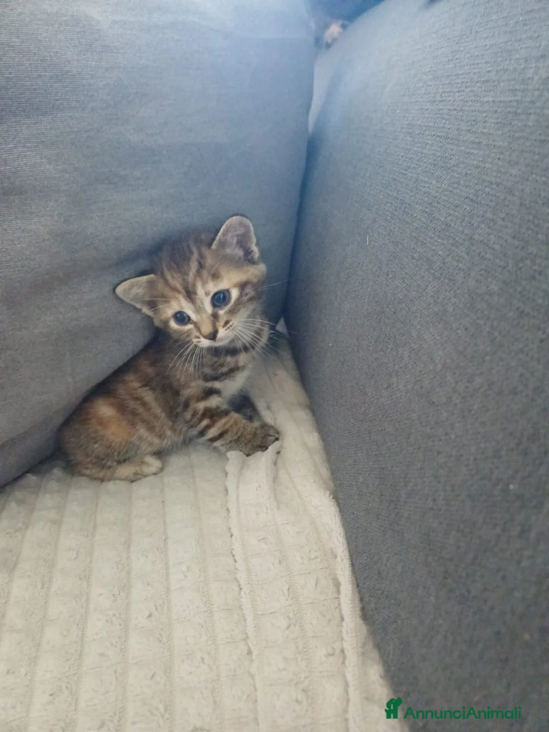 Europeo gatti in regalo: Gattini cercano casa!  - Annuncio 1