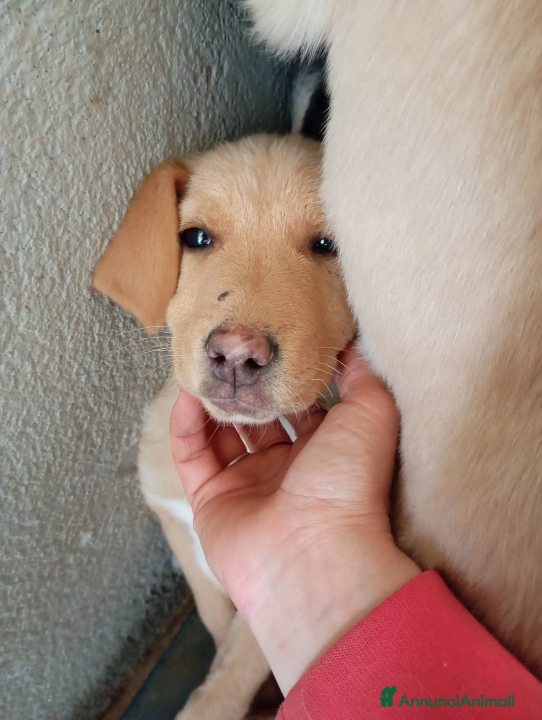 Meticcio cani in regalo: Caramel, taglia media!  - Annuncio 3