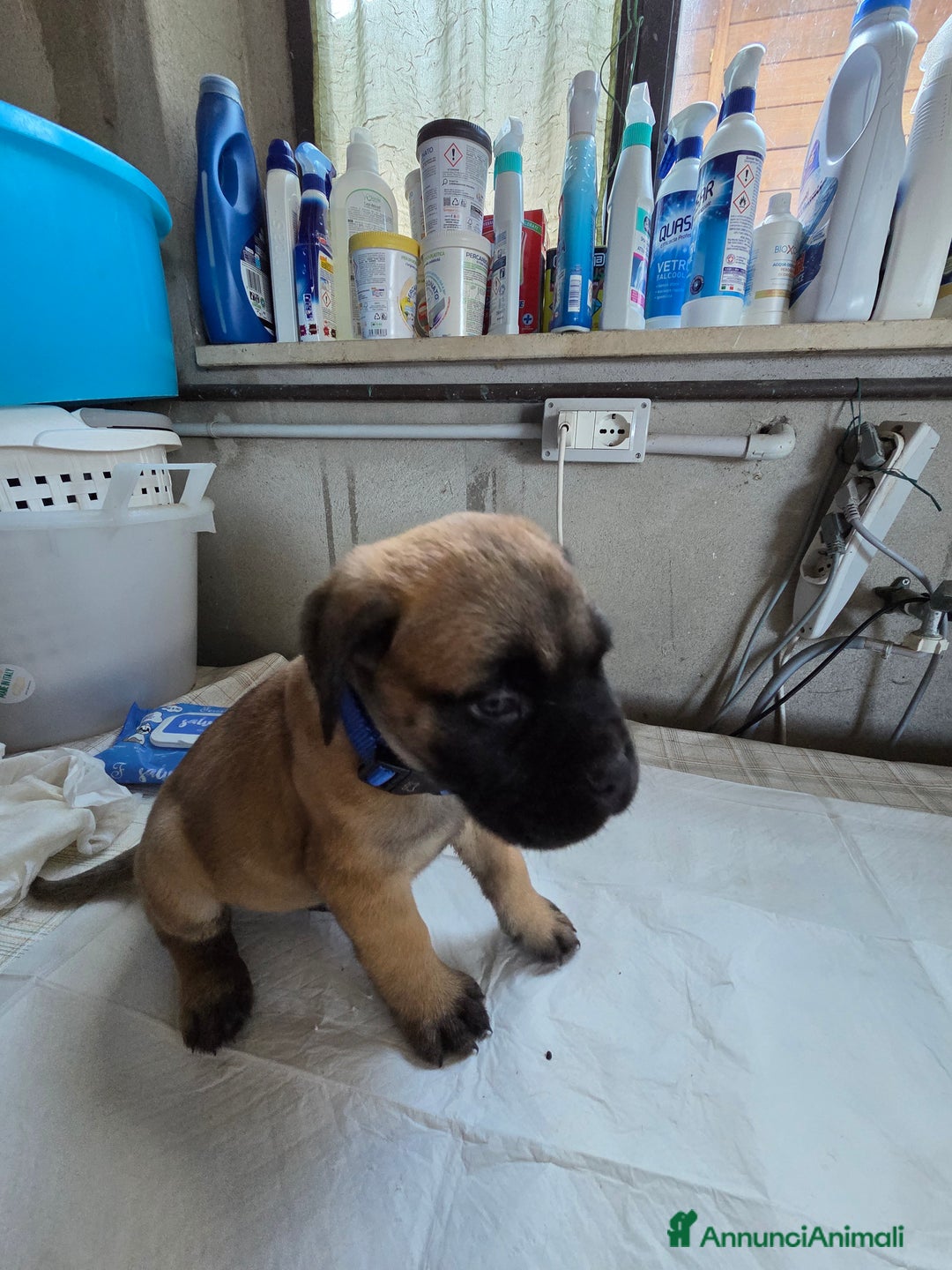 Bullmastiff cani in vendita: Vendo cuccioli di Bullmastiff - Annuncio 8