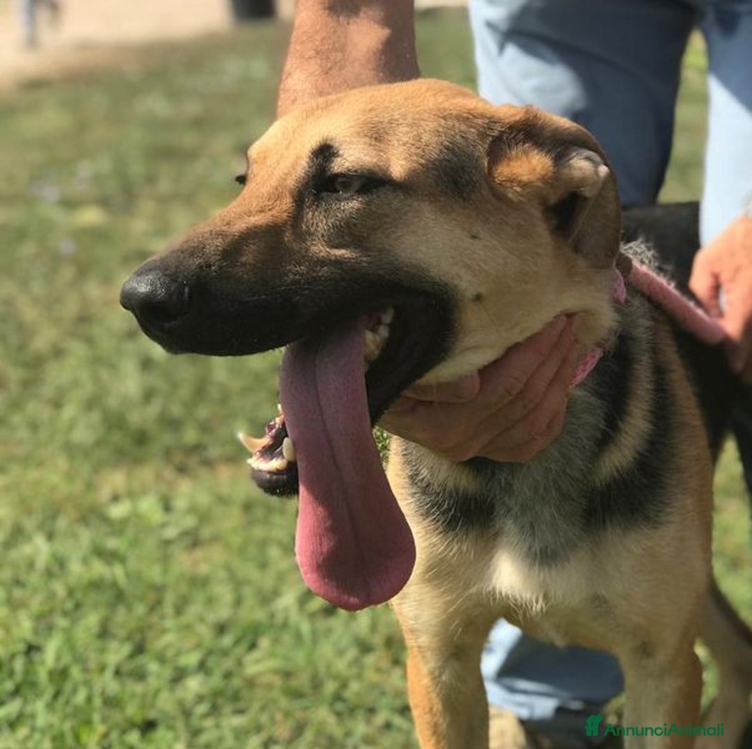 Pastore Tedesco cani in regalo: SEGGHIO derivato pastore tedesco - in adozione a Provincia di Latina - Annuncio 1