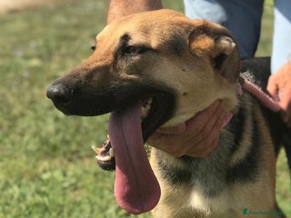 Pastore Tedesco cani SEGGHIO derivato pastore tedesco - in adozione a Provincia di Latina - Annuncio 6