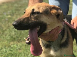 Pastore Tedesco cani SEGGHIO derivato pastore tedesco - in adozione a Provincia di Latina - Annuncio 4