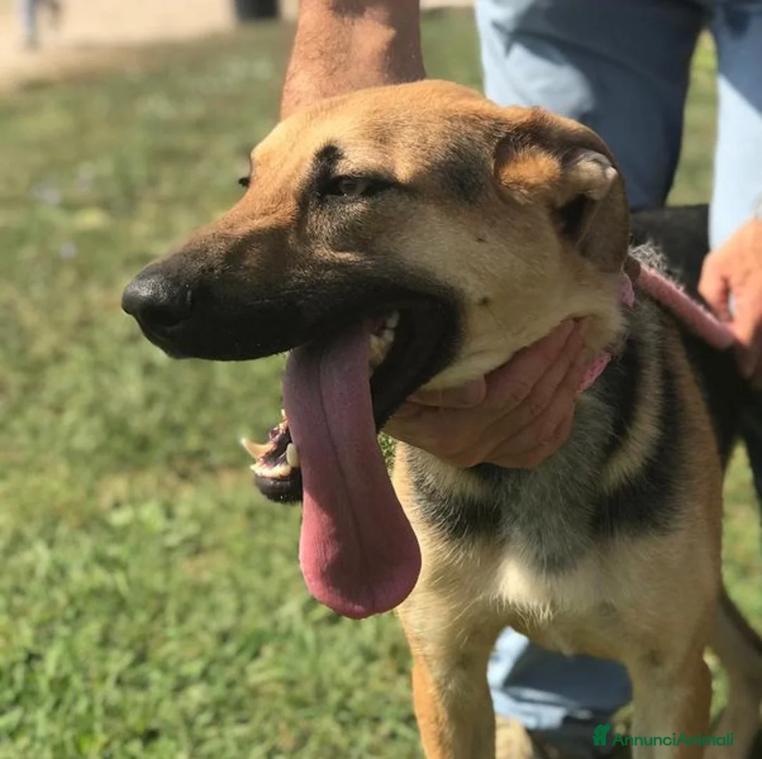 Pastore Tedesco cani in regalo: SEGGHIO derivato pastore tedesco - in adozione a Provincia di Latina - Annuncio 1