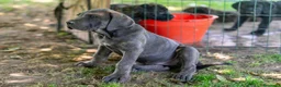 Cane Corso cani in vendita: Cuccioli di Cane Corso pronti per la consegna - Annuncio 10