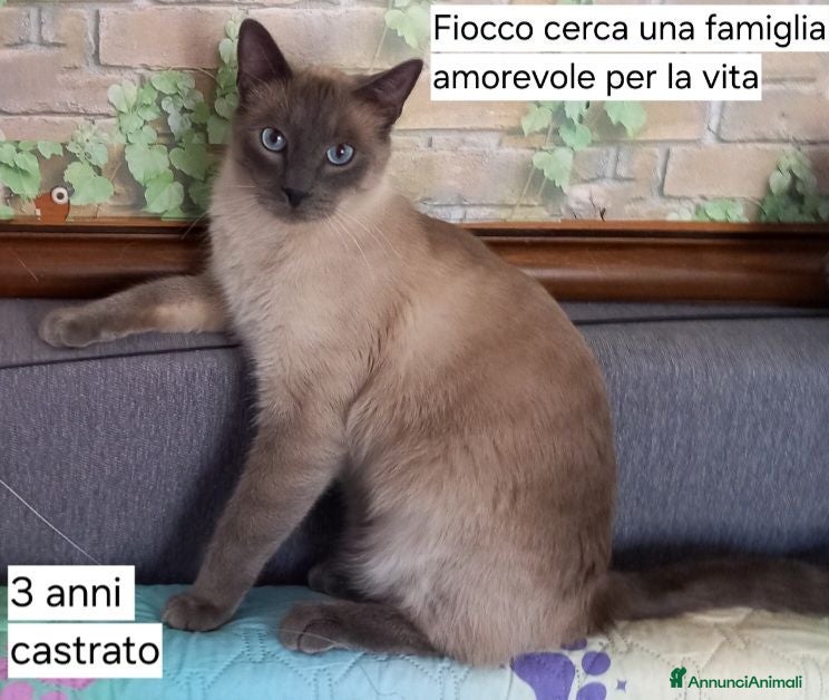 Certosino gatti Adozione di coppia - Annuncio 1