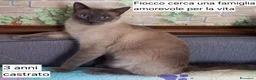 Certosino gatti in regalo: Adozione di coppia a Provincia del Verbano-Cusio-Ossola - Annuncio 1