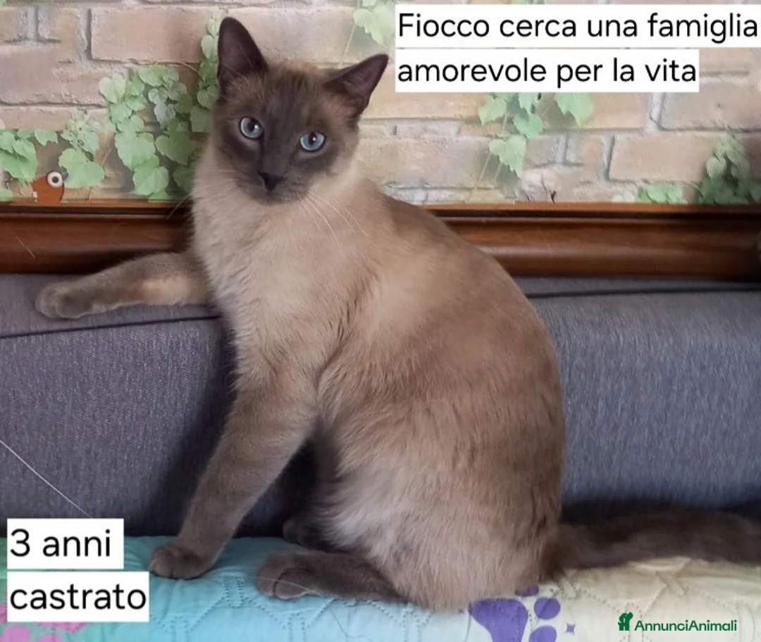 Certosino gatti in regalo: Adozione di coppia a Provincia del Verbano-Cusio-Ossola - Annuncio 1