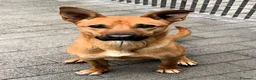 Meticcio cani in regalo: SIMBA LUPETTO  - Annuncio 6