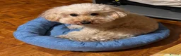 Barboncino Toy cani per accoppiamento: Barboncino toy cerca fidanzatina  a Città metropolitana di Milano - Annuncio 2