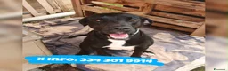 Meticcio cani in regalo: BENNY 💙 e se stessi aspettando proprio lui? a Provincia autonoma di Trento - Annuncio 2