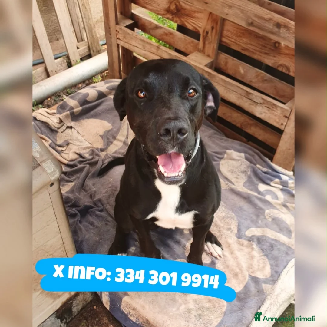 Meticcio cani in regalo: BENNY 💙 e se stessi aspettando proprio lui? a Provincia autonoma di Trento - Annuncio 2