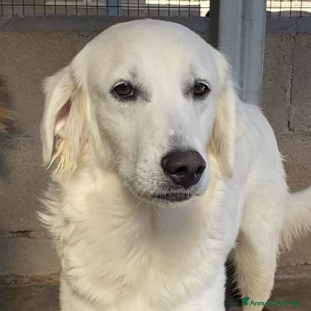 Meticcio cani in regalo: SUAMY cagnolina 10 mesi in adozione - Annuncio 3