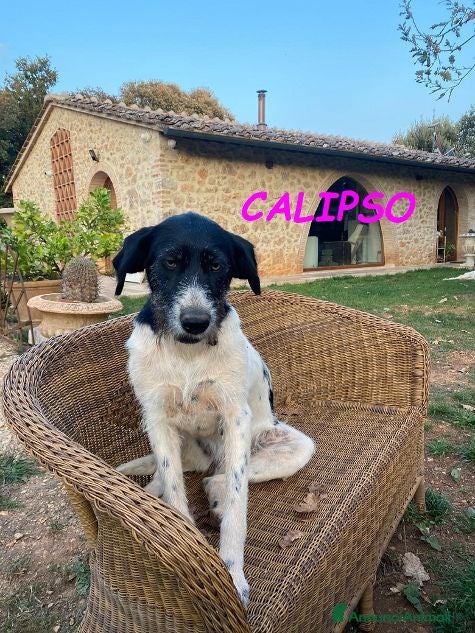 Meticcio cani TETI e CALIPSO sorelline in cerca di casa - Annuncio 1