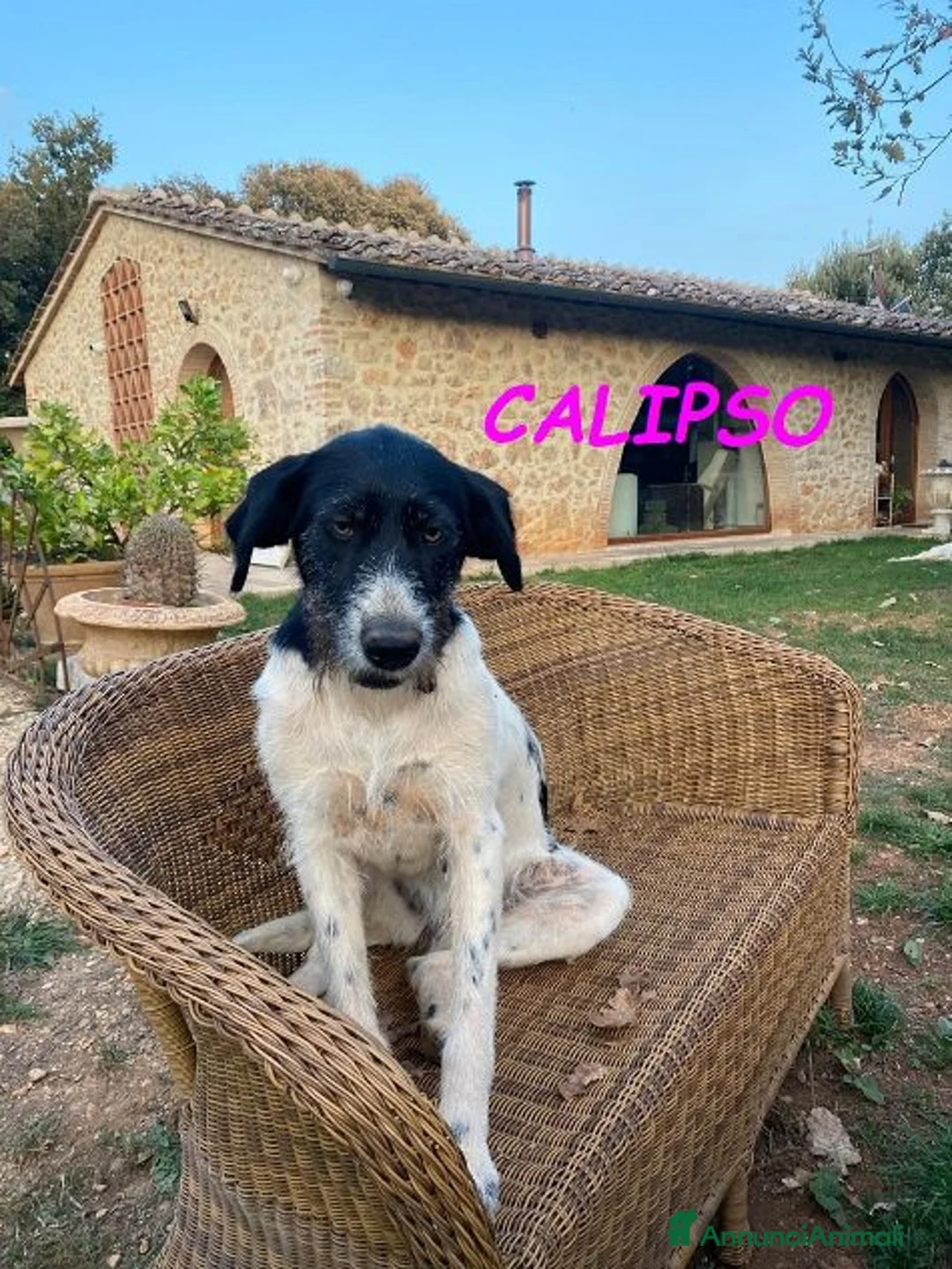 Meticcio cani in regalo: TETI e CALIPSO sorelline in cerca di casa a Città Metropolitana di Firenze - Annuncio 1