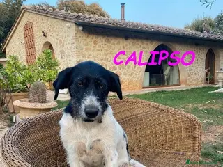 Meticcio cani TETI e CALIPSO sorelline in cerca di casa - Annuncio 1