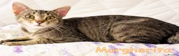 Europeo gatti in regalo:  MARGHERITA DOLCISSIMA GATTINA a Città metropolitana di Roma Capitale - Annuncio 4