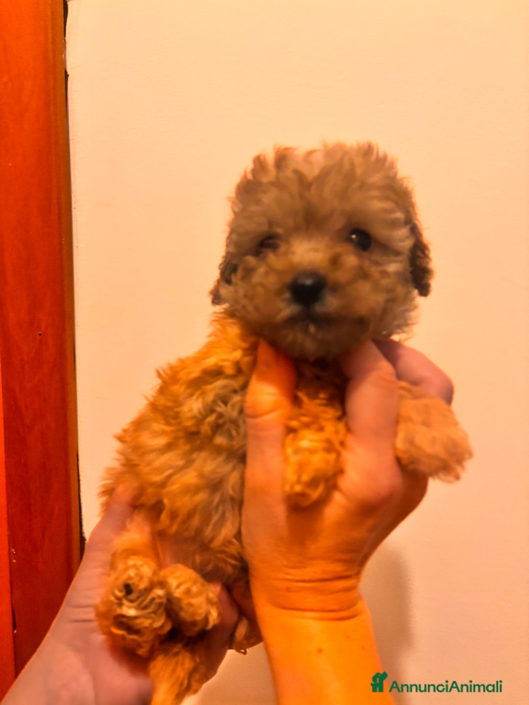 Barboncino Toy cani in vendita: Barboncino Toy  - Annuncio 2