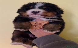 Bovaro del Bernese cani in vendita: Disponibili Cuccioli Bovaro Del Bernese - Immagine 3