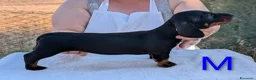 Bassotto cani in vendita: Bassotti tedeschi standard a pelo corto - Annuncio 6