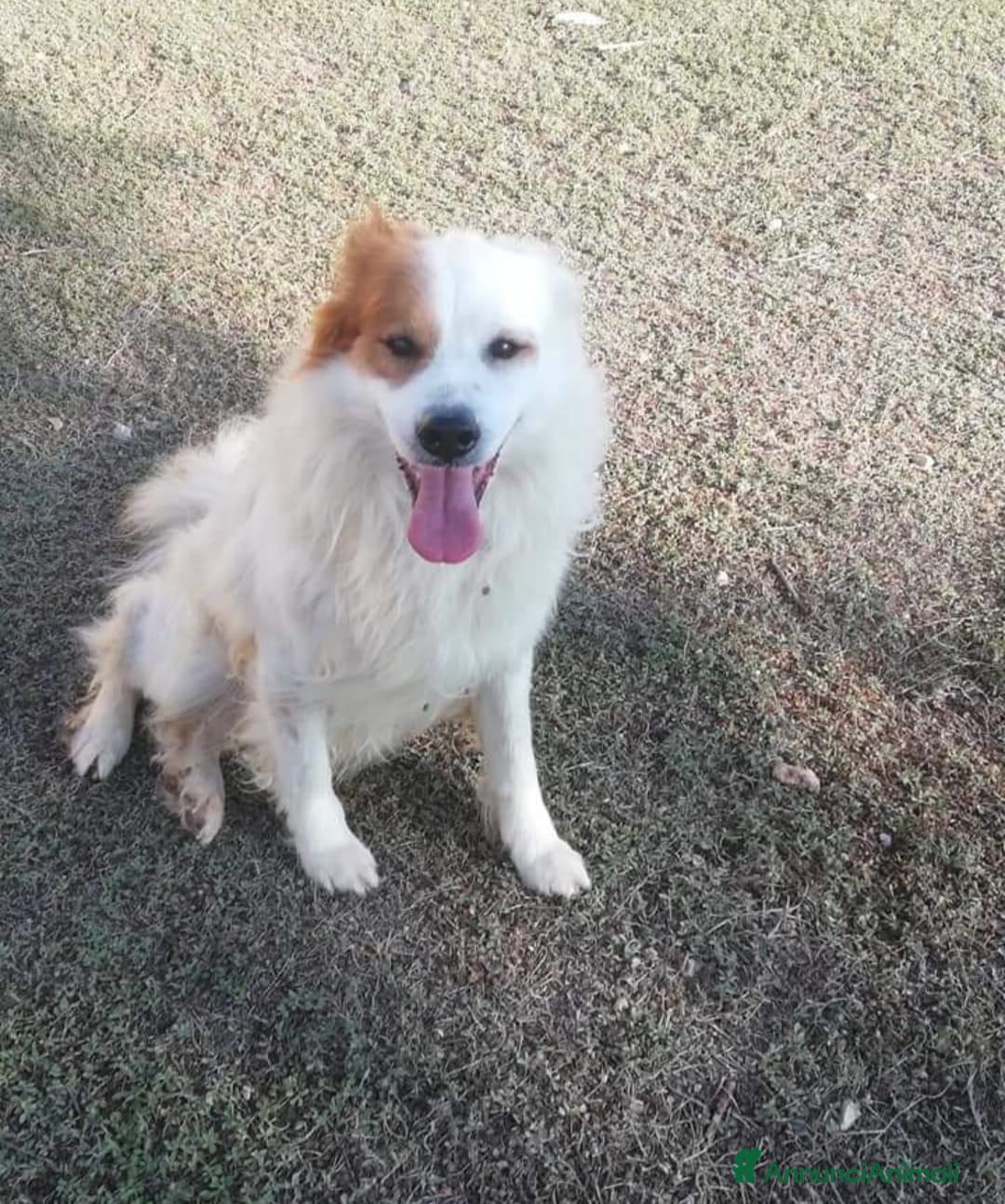 Altre razze cani 15anni DA TROPPO IN CANILE!NESSUNO LO SALVA.TARANT a Città metropolitana di Milano - Annuncio 2