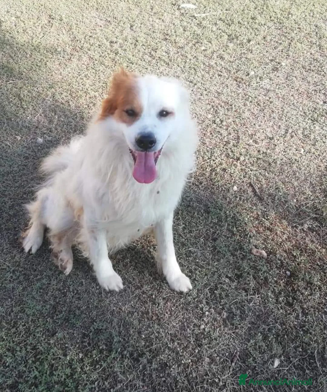 Altre razze cani in regalo: 15anni DA TROPPO IN CANILE!NESSUNO LO SALVA.TARANT a Città metropolitana di Milano - Annuncio 2