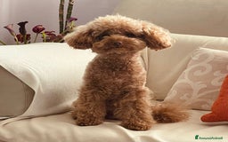 Barboncino Toy cani per accoppiamento: Barboncino Toy - Immagine 5