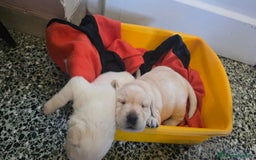 Labrador cani in vendita: Cuccioli Labrador  a Provincia di Perugia - Immagine 11