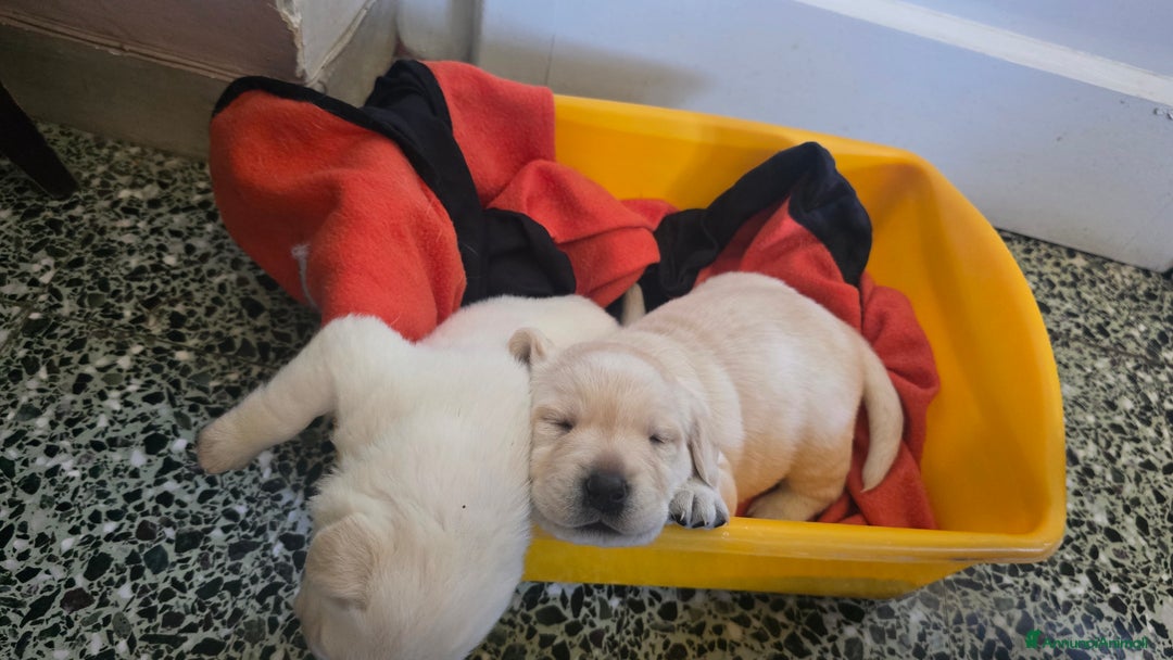 Labrador cani in vendita: Cuccioli Labrador  a Provincia di Perugia - Immagine 11