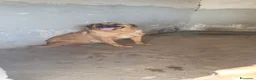 Meticcio cani in regalo: Alex in Canile - Annuncio 3