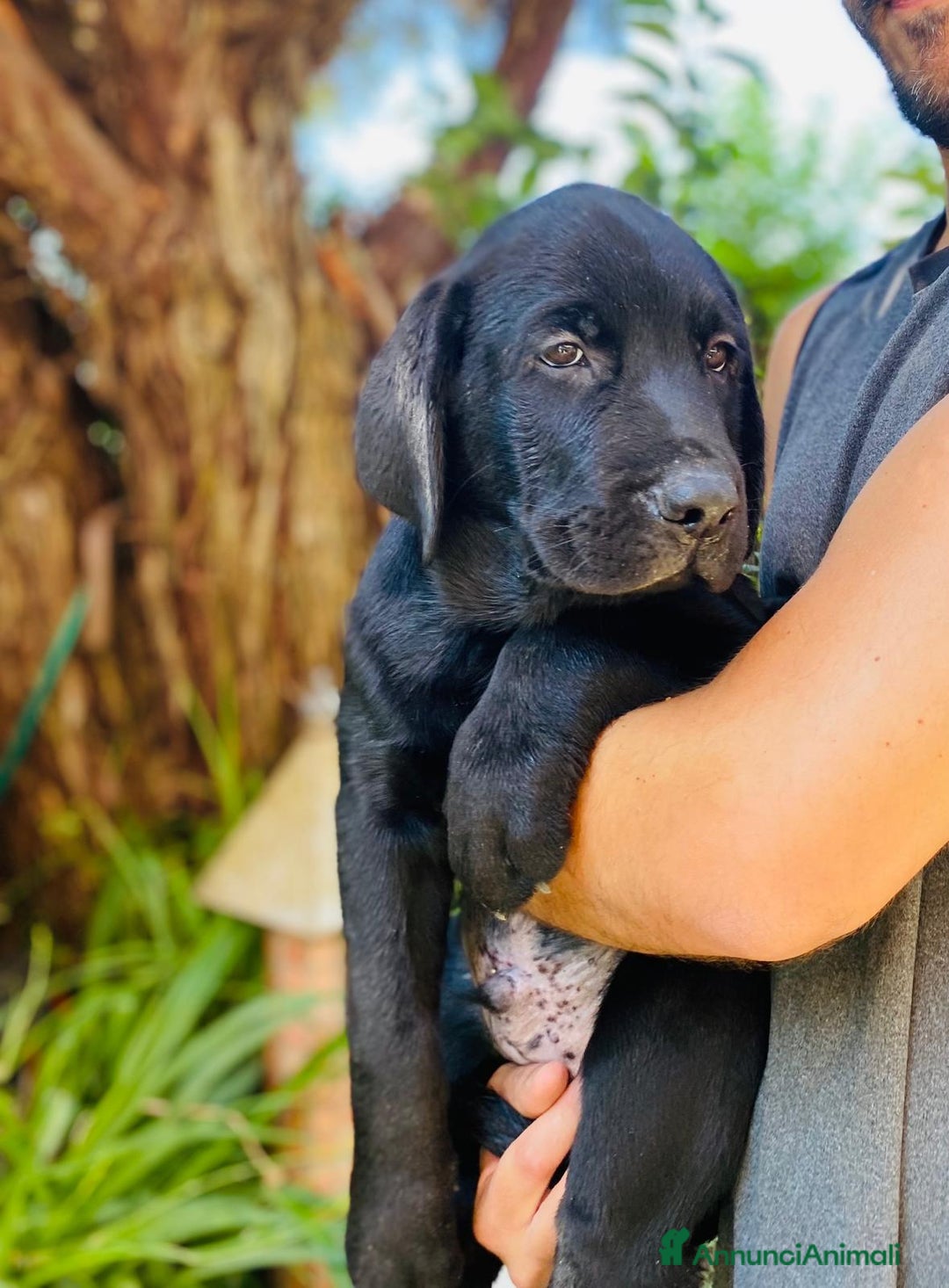 Labrador cani in vendita: Cuccioli di Labrador  a Città Metropolitana di Napoli - Immagine 6