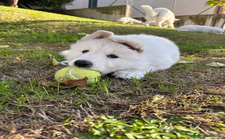 Pastore Svizzero cani - Annuncio 1