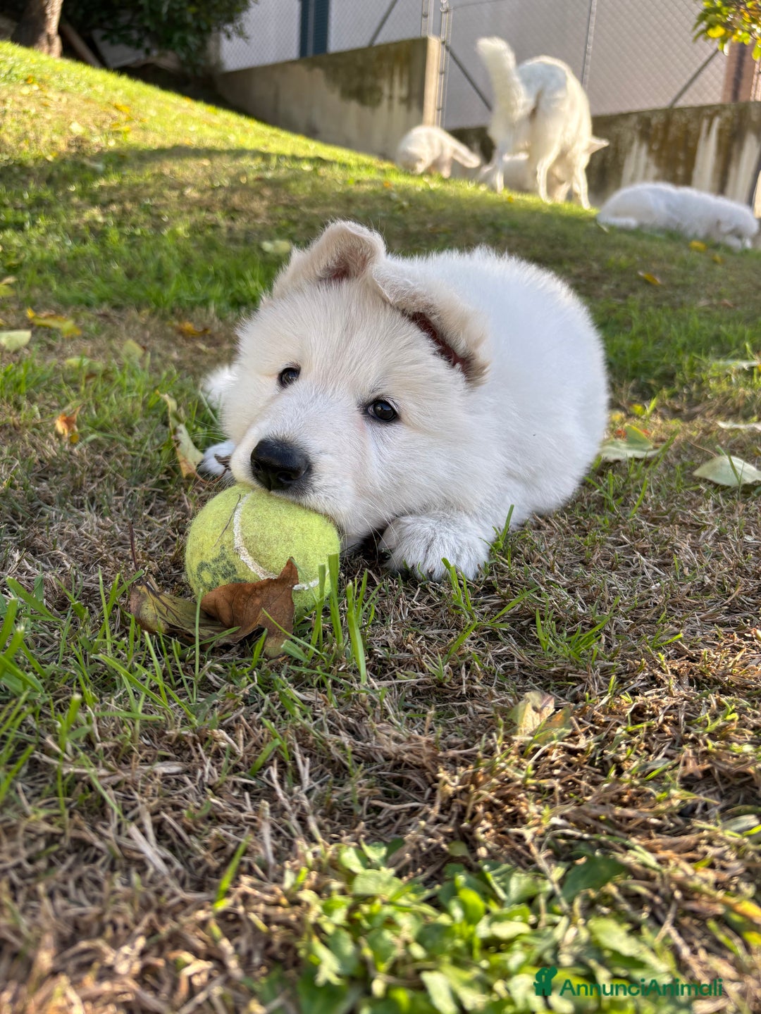 Pastore Svizzero cani in vendita: Disponibili cuccioli di pastore svizzero  - Annuncio 1