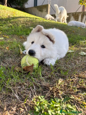 Pastore Svizzero cani - Annuncio 1