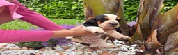 Bassethound cani in vendita: Cuccioli Bassethound - Annuncio 11