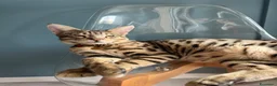 Savannah gatti in vendita: Splendidi cuccioli di gatto Savannah – 4 mesi  - Annuncio 3