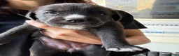 Meticcio cani in regalo: REGALASI CUCCIOLI FUTURA TAGLIA MEDIA - Annuncio 8