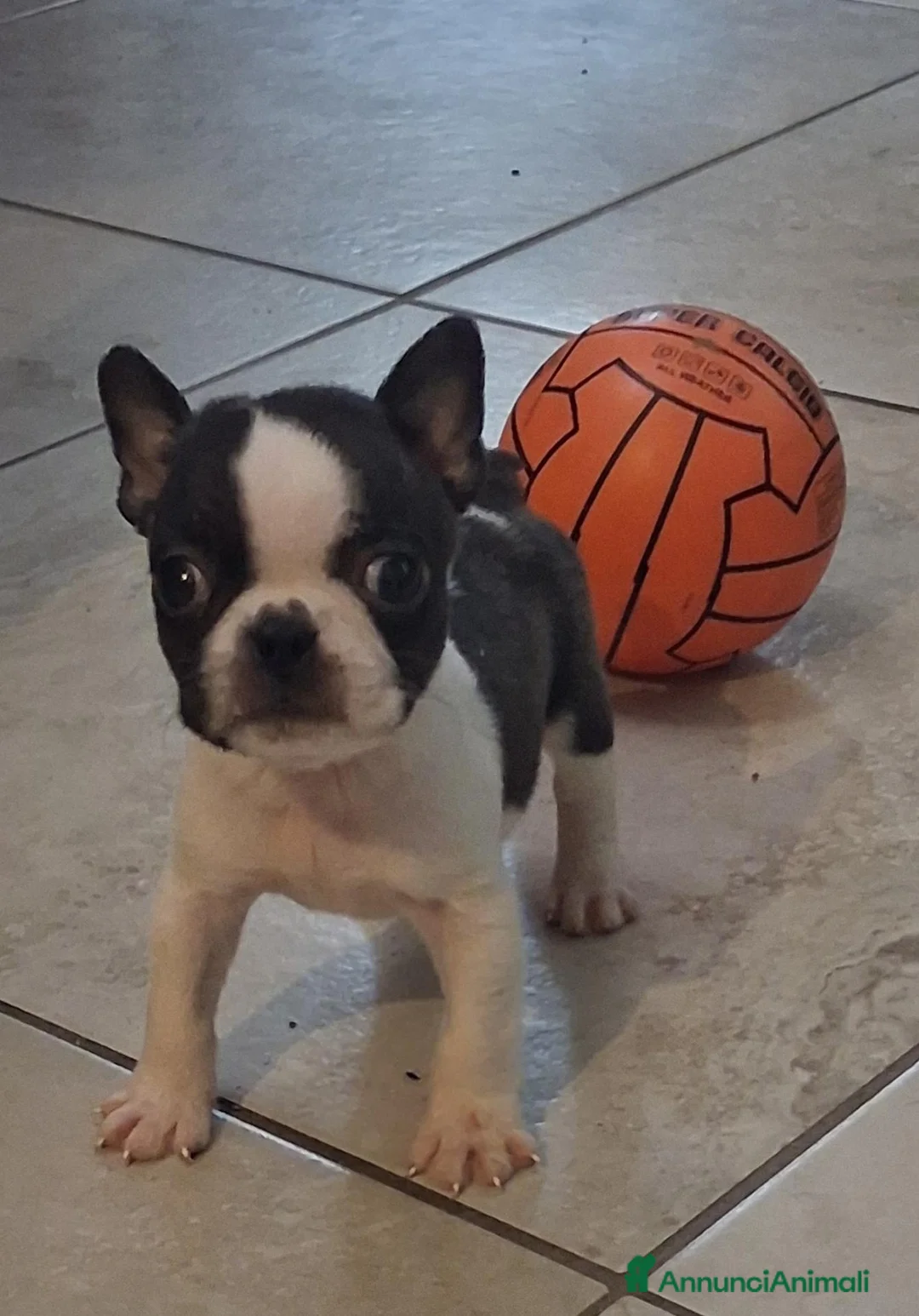 Boston Terrier cani in vendita: Boston terrier pedigree enci  - Annuncio 2
