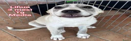 Meticcio cani in regalo: CUCCIOLI ABBANDONATI: URGENTE  a Città Metropolitana di Torino - Annuncio 4