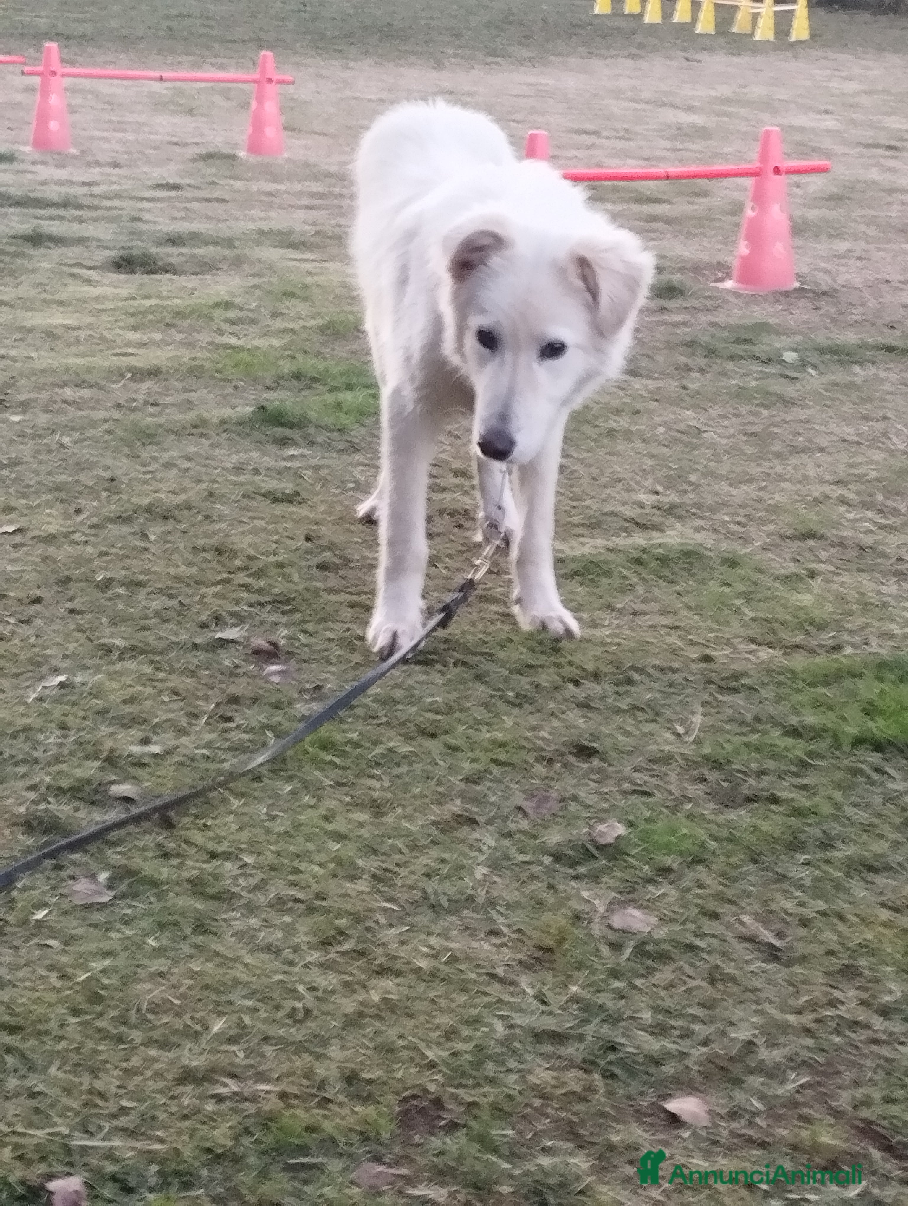 Pastore Maremmano cani Simpatico derek - Annuncio 2