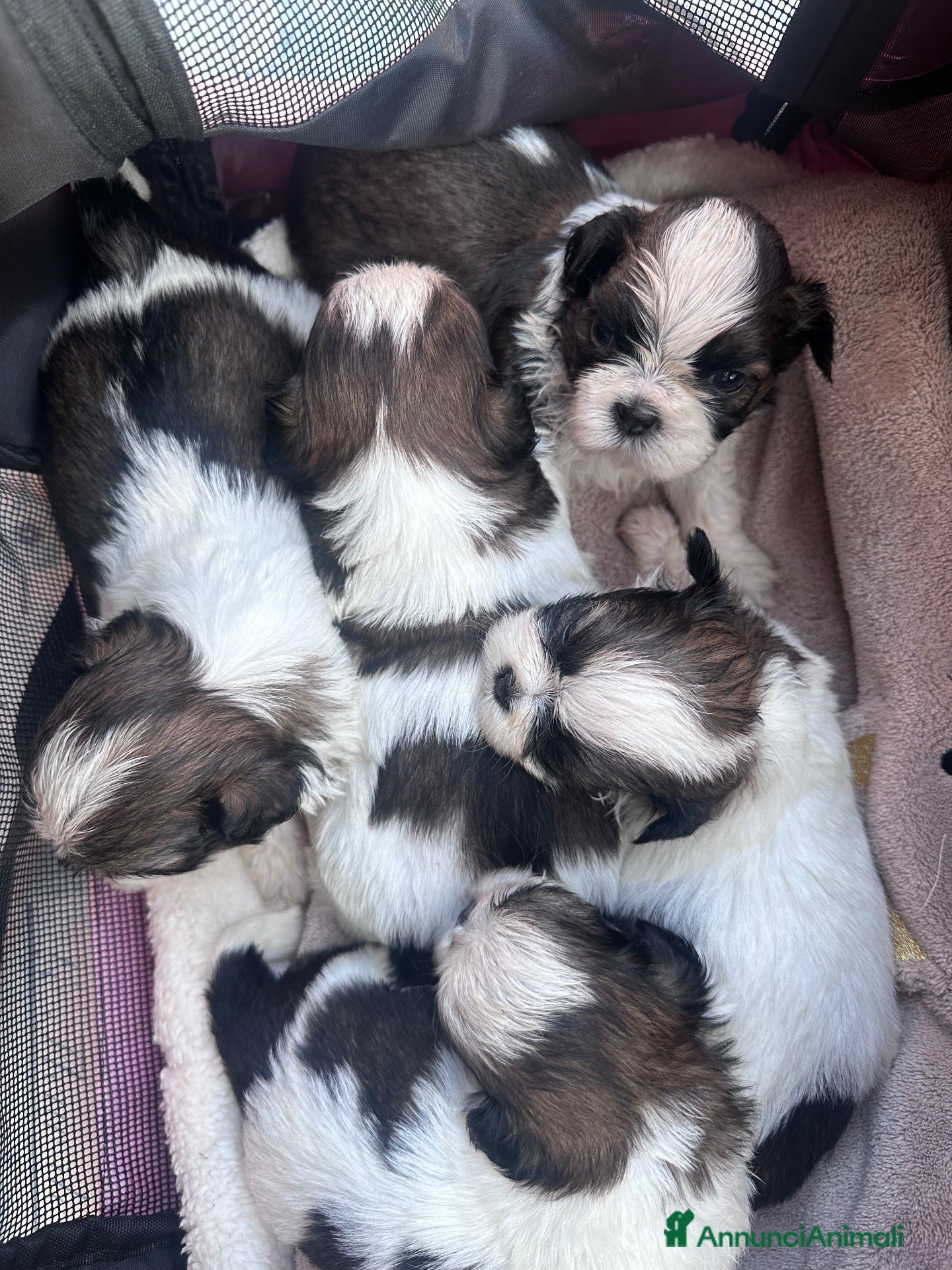 Shih Tzu cani Cuccioli di Shih Tzu - Annuncio 9