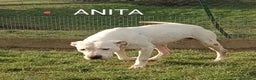 Dogo Argentino cani in regalo: ANITA 6anni  brava con le persone! - Annuncio 4