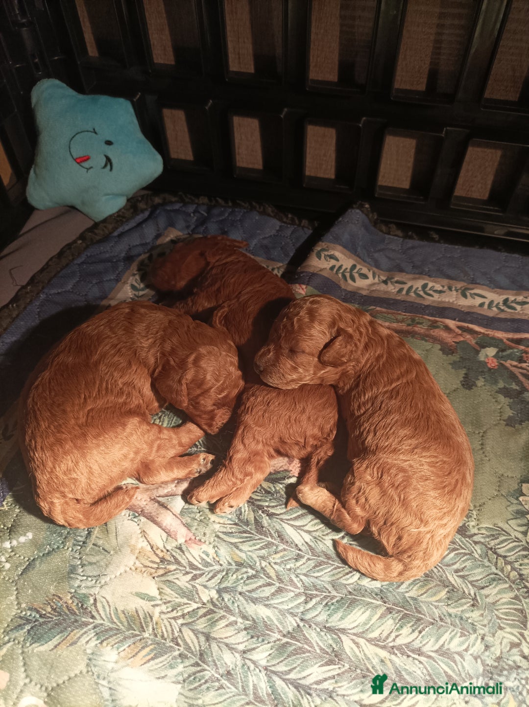 Barboncino cani in vendita: Barboncina Toy pedigree ENCI  - Annuncio 1