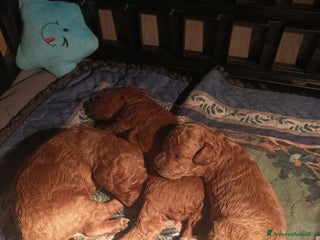 Barboncino cani Barboncina Toy pedigree ENCI - Annuncio 1